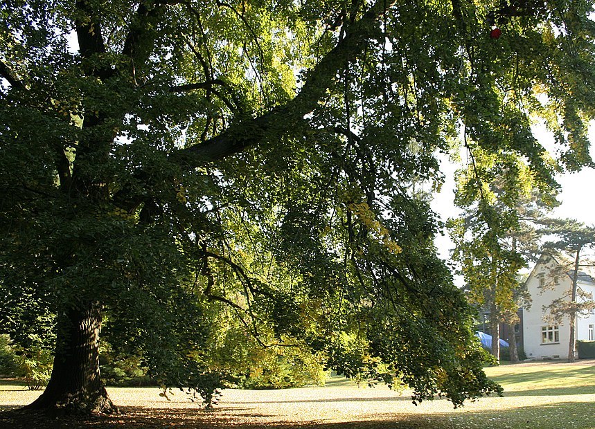 Chasing the Tulip Tree