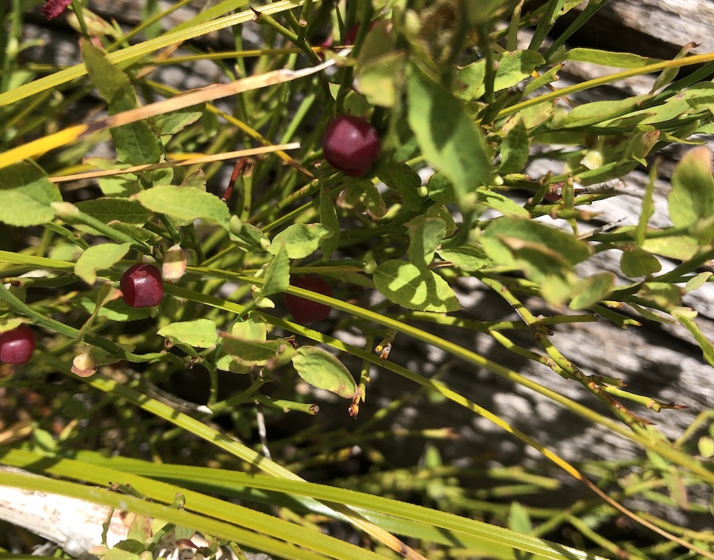 Whortling along with Whortleberries