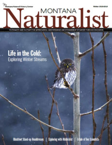cover of winter 2018-2019 issue of Montana Naturalist magazine - a  northern pygmy owl in a wintry cottonwood tree