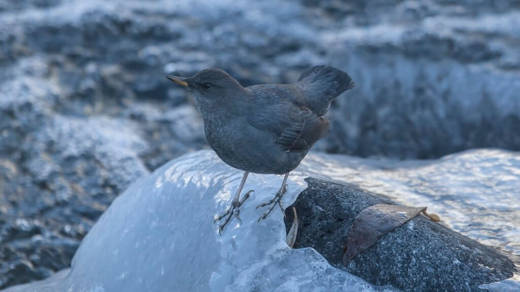 American Dippers: Singing From Montana’s Icy Streams