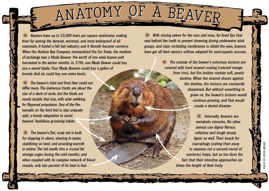 Anatomy of a Beaver