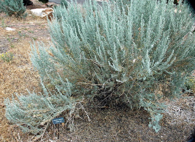 Sagebrush: Icon of the West