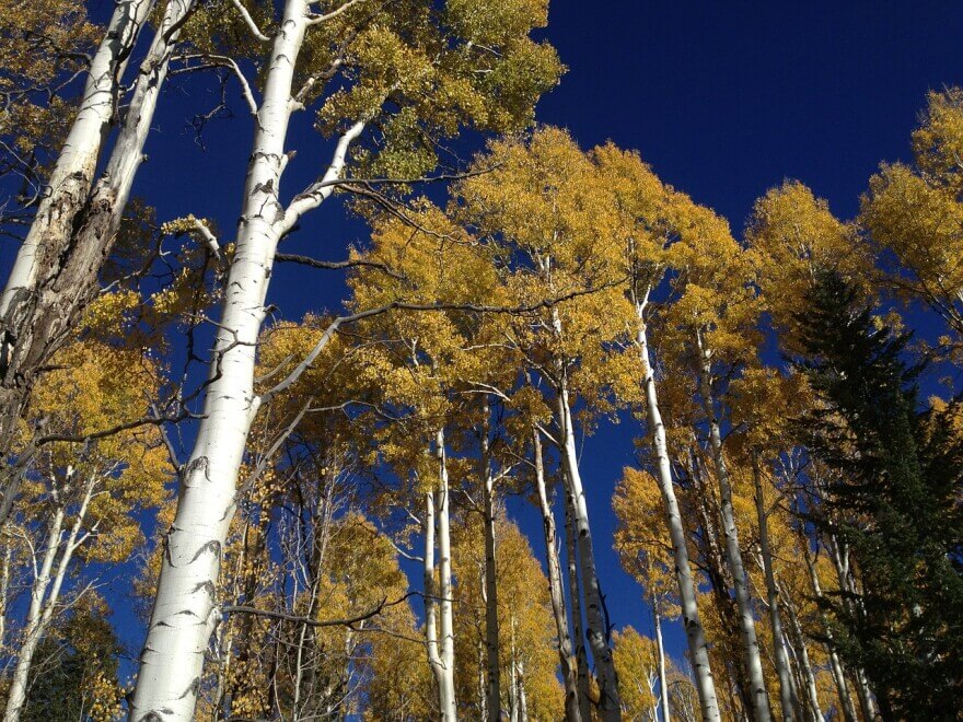 Ancient Giants: The Mysterious Beauty Of An Aspen Grove