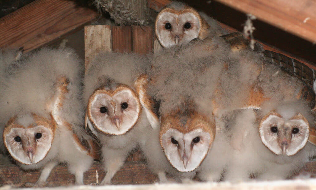 five barn owlets in a barn