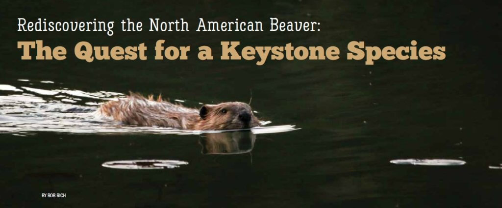 Rediscovering the North American Beaver: The Quest for a Keystone Species