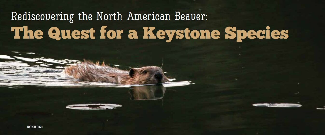 Rediscovering the North American Beaver: The Quest for a Keystone Species