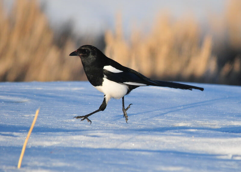 The Bird Count Of Christmas And ‘One Magpie Dancing’