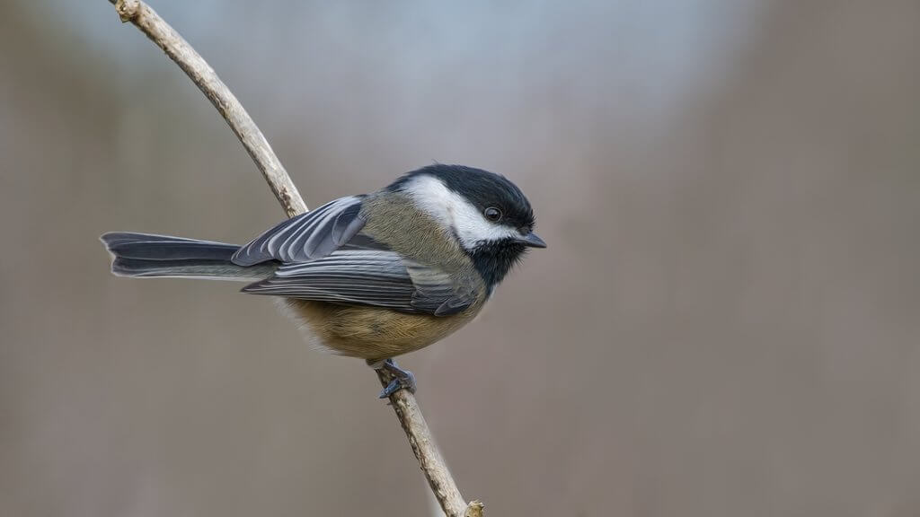 A Half-Ounce Black-Capped Chickadee Is A Winter Heavyweight