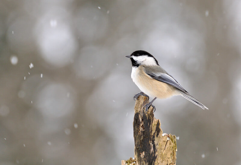 Small But Mighty: of Chickadees and Chief Plenty Coups