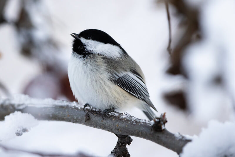 Growing Their Brain is Just One Way Black-Capped Chickadees Survive the Winter