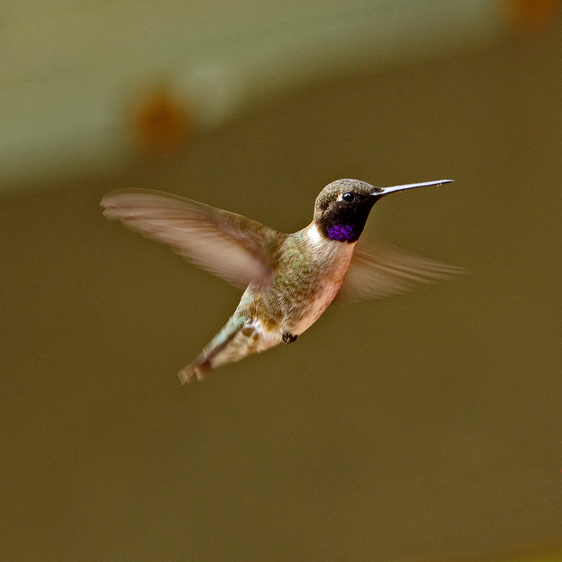 Shimmers of Courage and Grace: Black-Chinned Hummingbirds