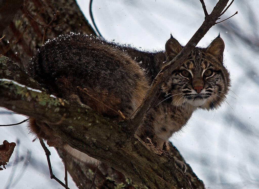 Do Bobcats Kill Deer? | Montana Natural History Center