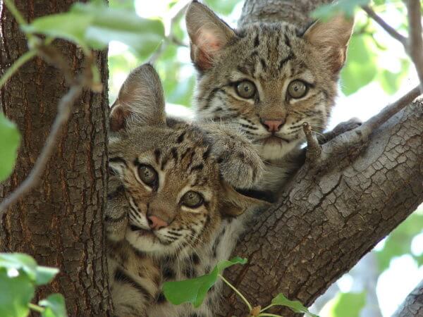 bobcat kittens in a tree