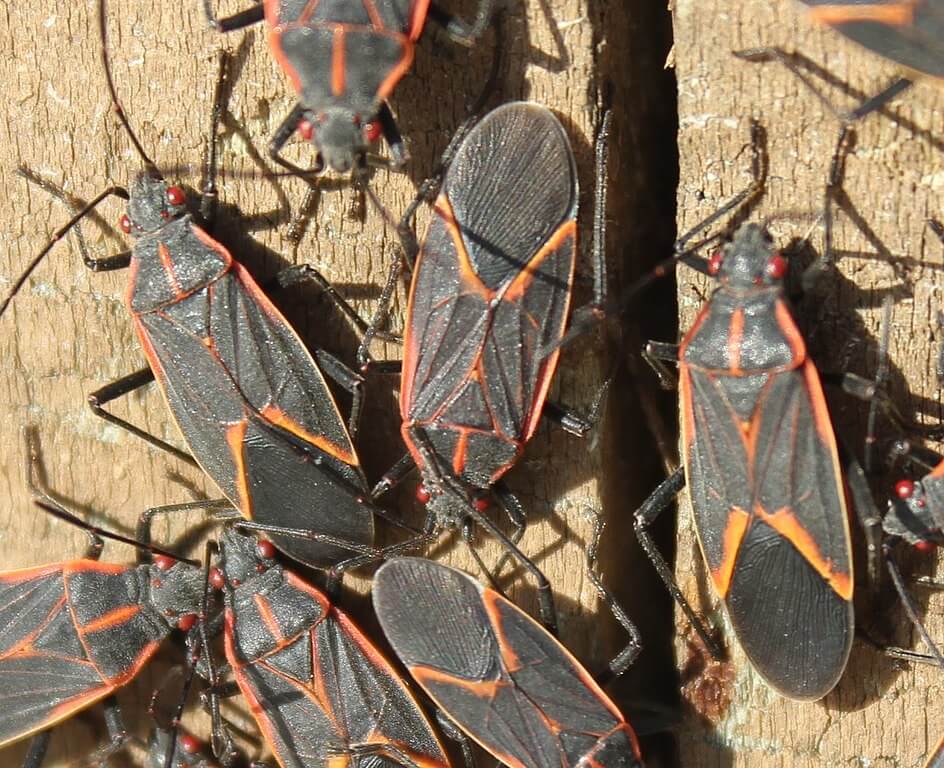 Boxelder Bugs: Accessible Ambassadors for Nature