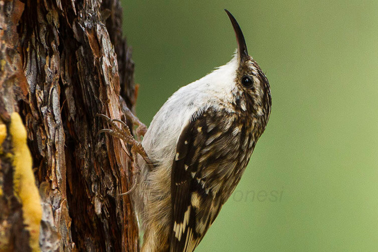 Want Something to Brag About? Find a Shy, Solitary Brown Creeper