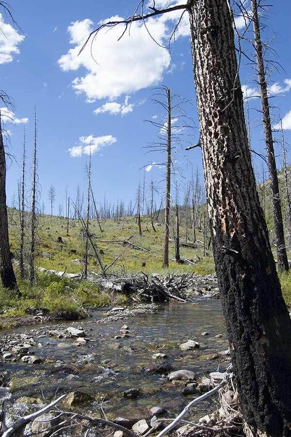 burnt trees in western Montana