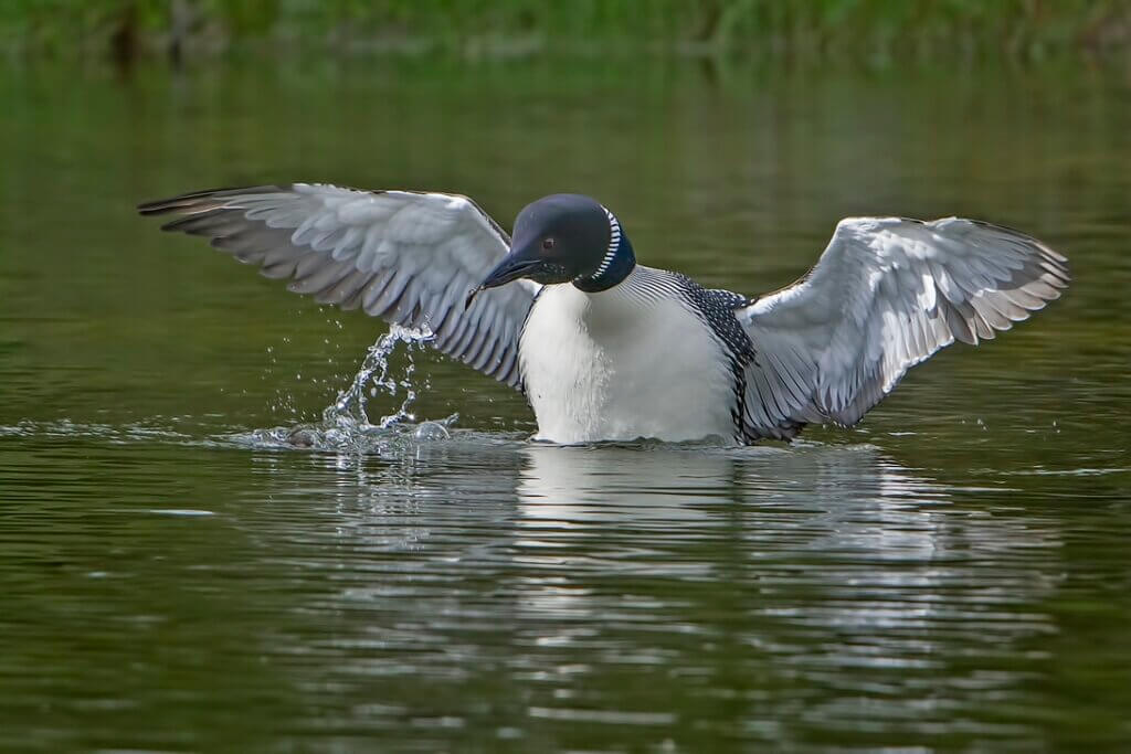 The Dancing Loon: A Close Call
