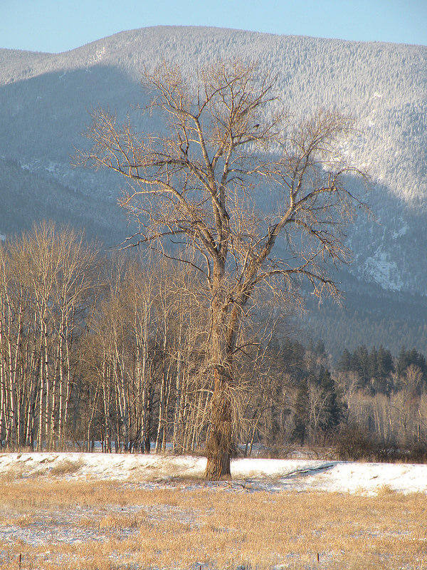 cottonwood tree in winter