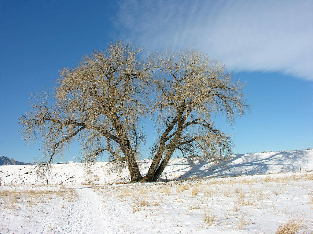 lone cottonwood tree in snowy landscape in eastern Montana