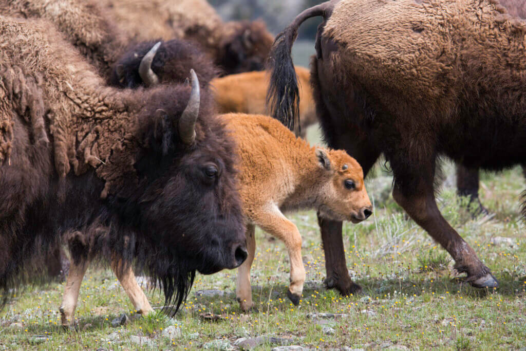 Please Don’t Touch the Bison