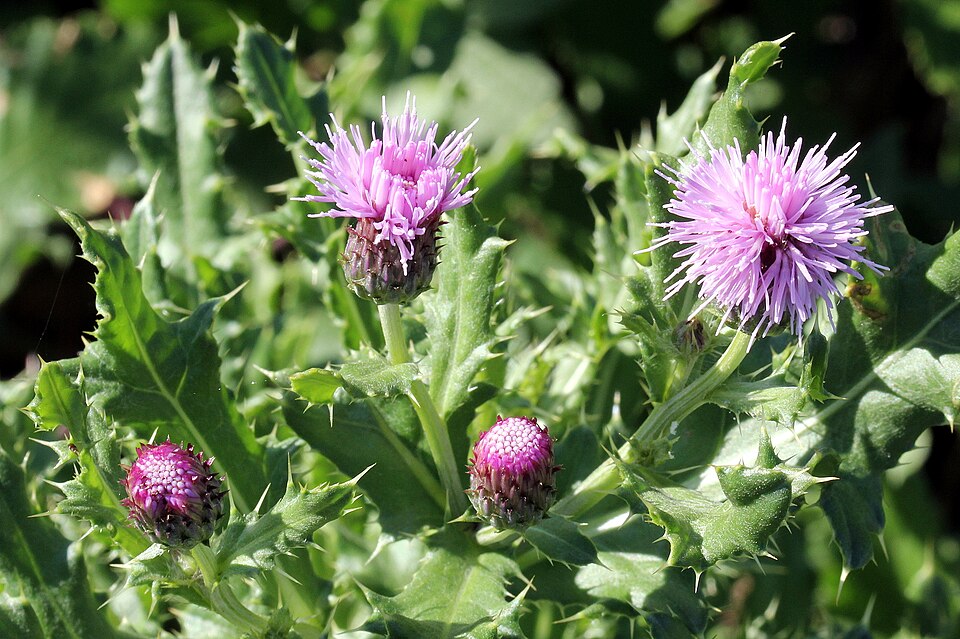 Foraging Creeping Thistle