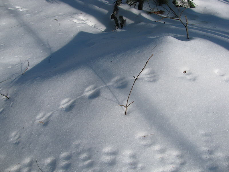 deer and mouse tracks in snow