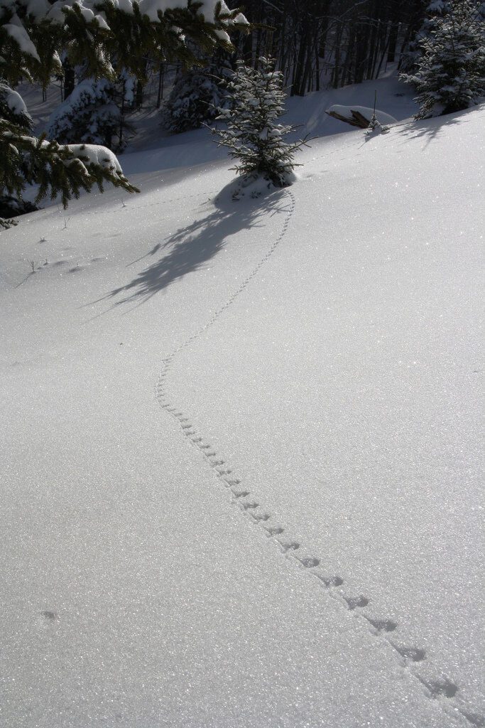 Crusty Snow is Special, Too