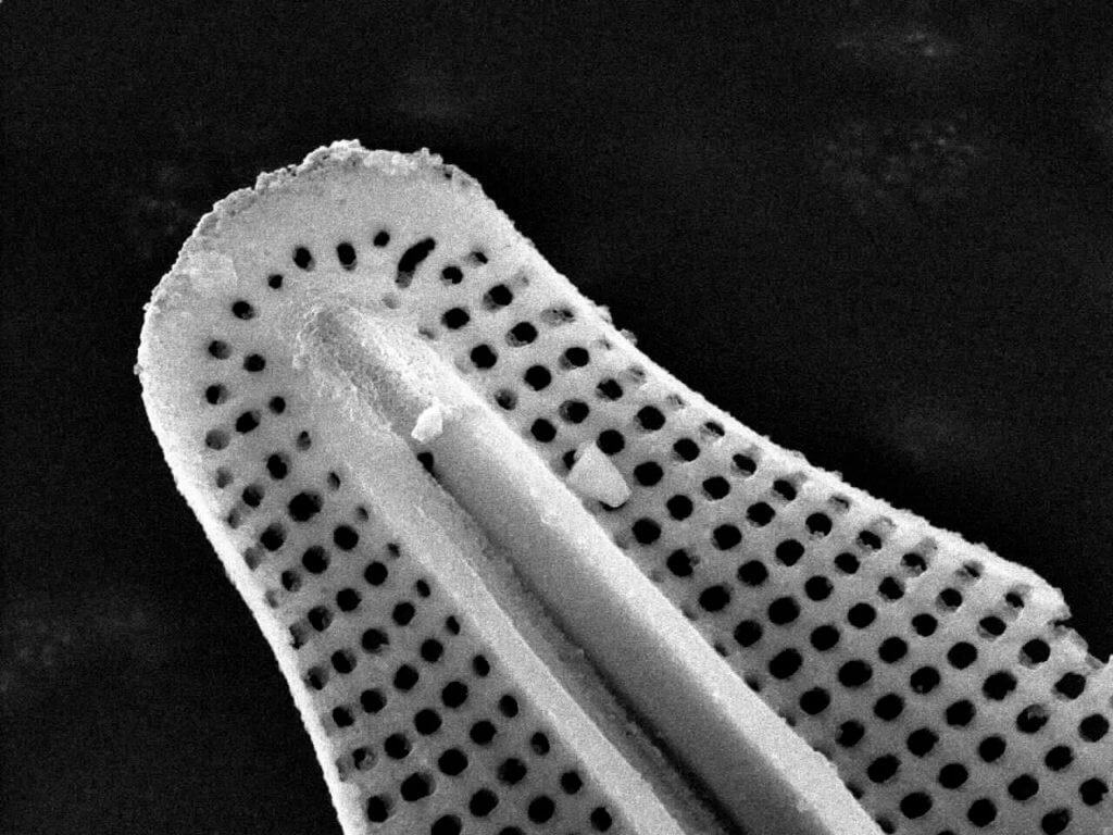 Freshwater Diatoms: Small, Slimy, Stream Quality Monitors