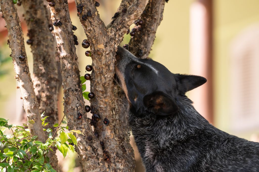 Sometimes the Dog Knows Better