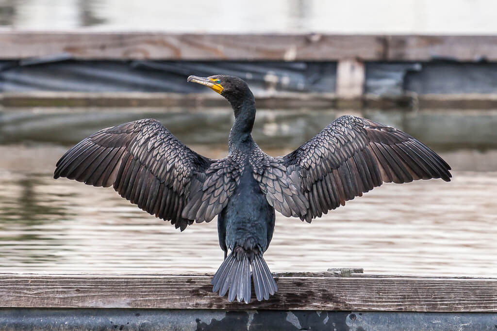 Double-Crested Cormorant drying wings in the sun
