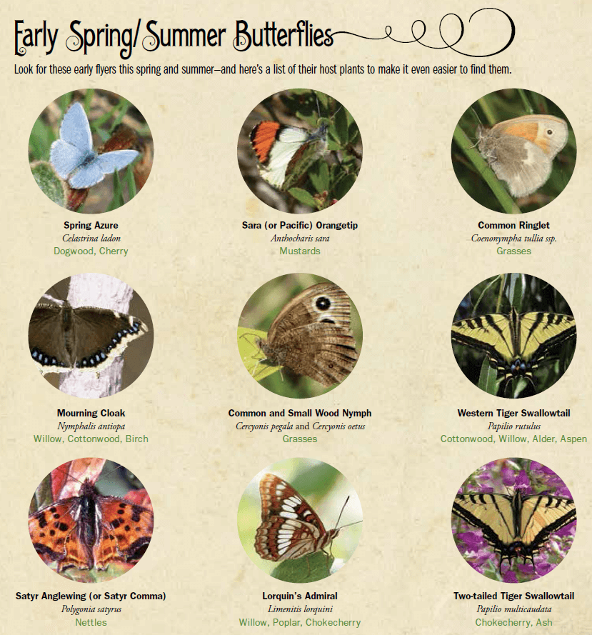 images of nine early spring and summer butterflies to look for - spring azure, sara or pacific orangetip, common ringlet, mourning cloak, common and small wood nymph, western tiger swallowtail, satyr anglewing or comma, lorquin's admiral, and two-tailed tiger swallowtail