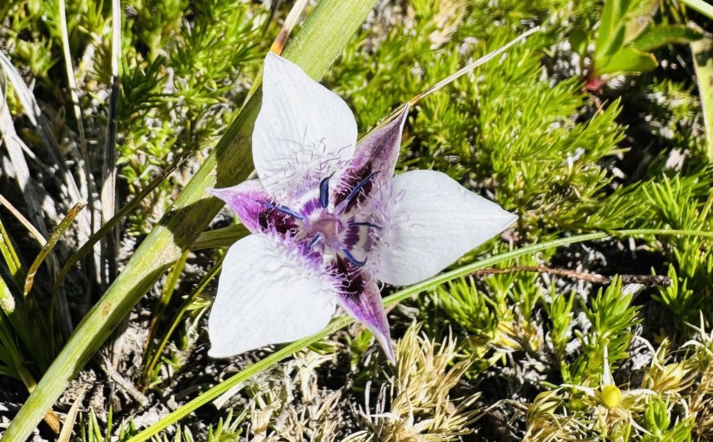 A Crescendo in Spring: Discovering the Elegant Mariposa