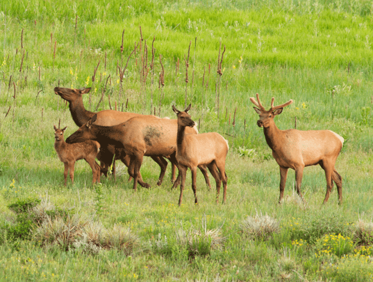 Elk Neighbors