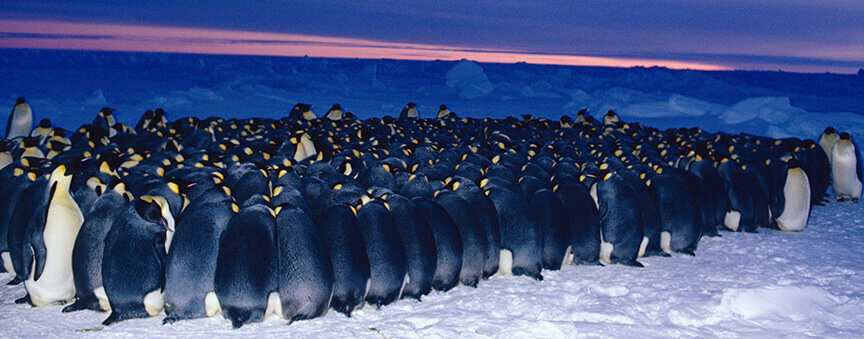 Emperor penguin {Aptenodytes forsteri} males huddle for warmth in minus 40 degrees centigrade while incubating eggs in winter, Antarctica Winter extreme cold survival birds seabirds nesting-behaviour