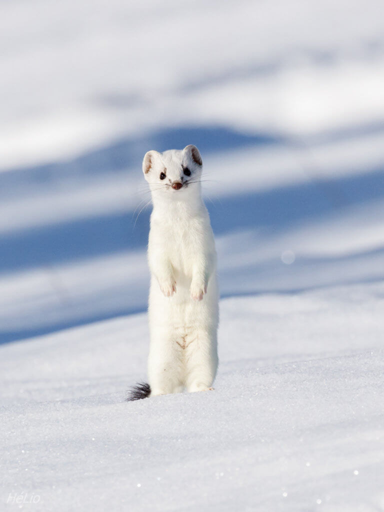 Lessons from an Ermine