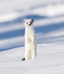 white ermine standing on a snowbank