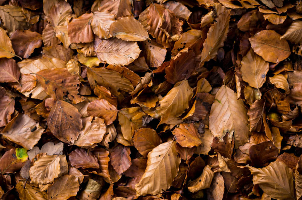 brown fall leaves carpet the ground