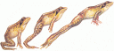 frog-jump | Montana Natural History Center