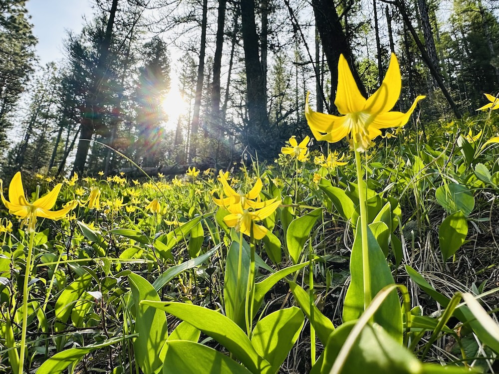 The Ephemeral, Enchanting Glacier Lily