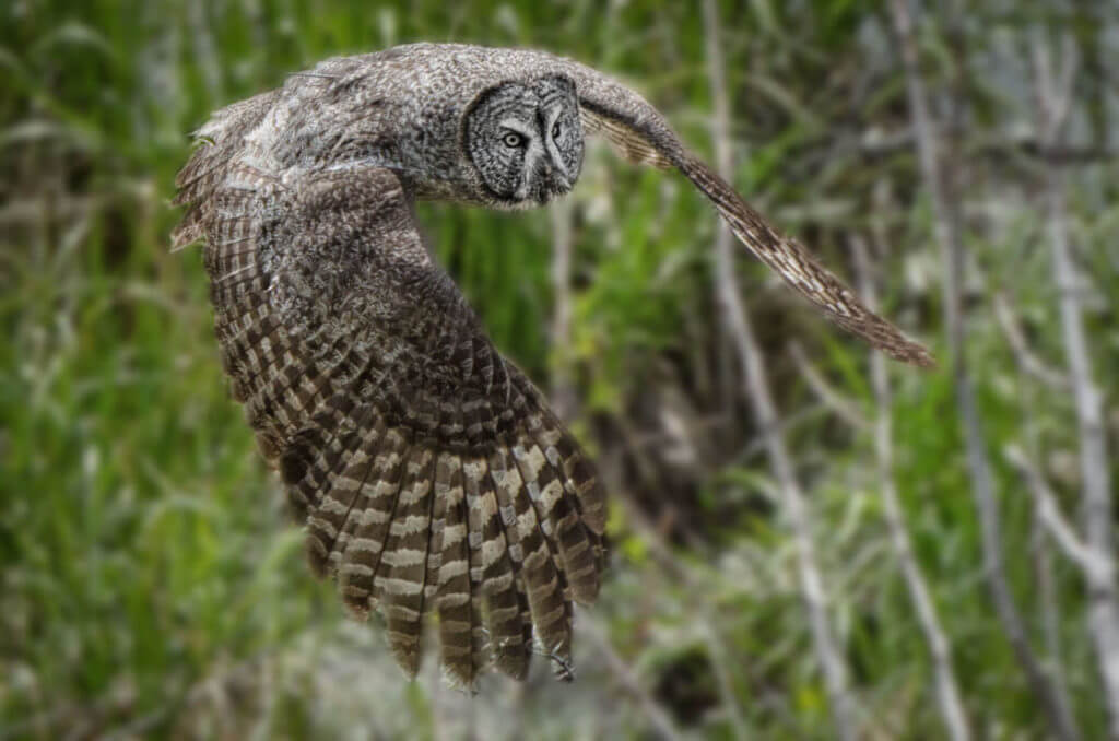 Ghosts Of The North Woods: Great Grey Owls