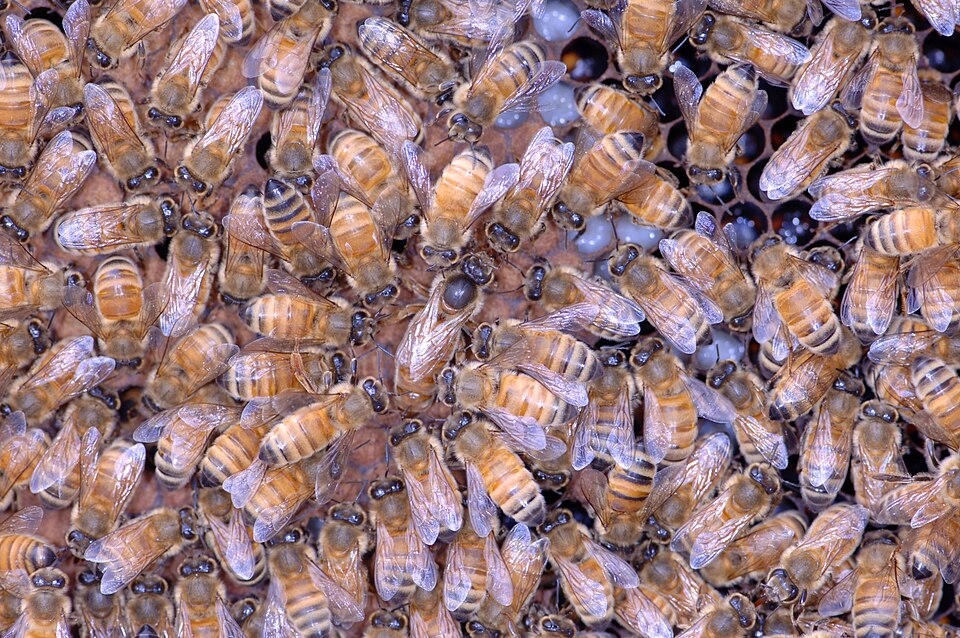 A Bee’s Guide to Overwintering