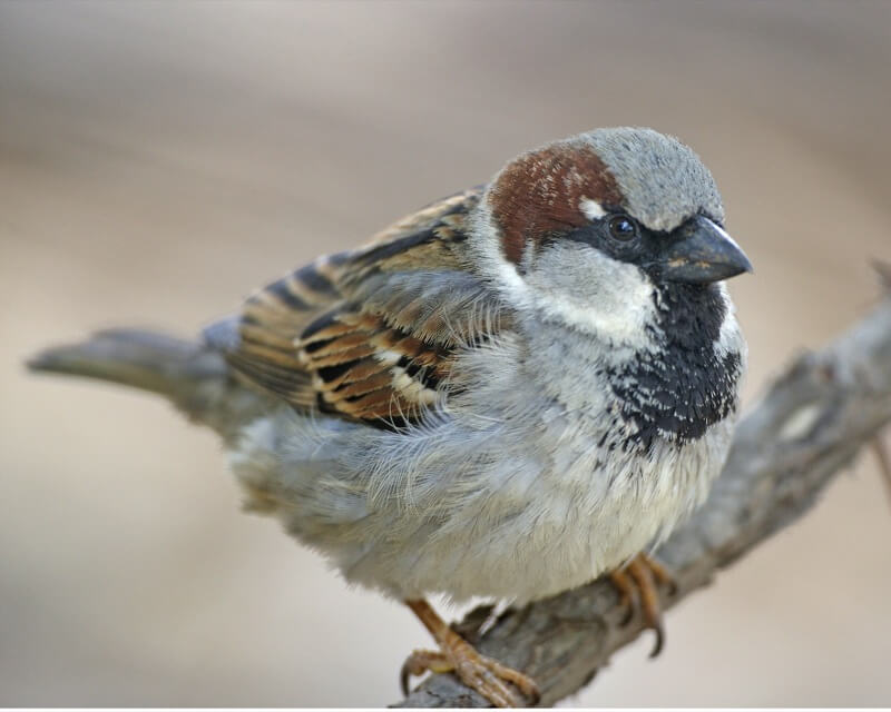 The Wonderful World of the House Sparrow