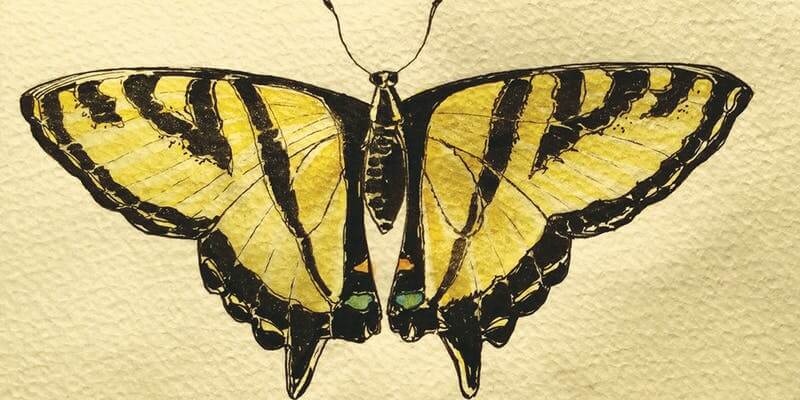 How Swallowtail Butterflies Survive The Winter