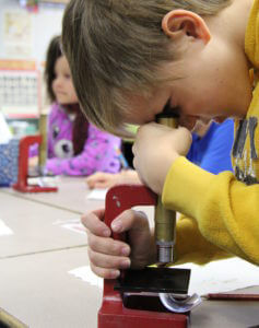 Visiting Naturalist in the Schools student looks through a microscope