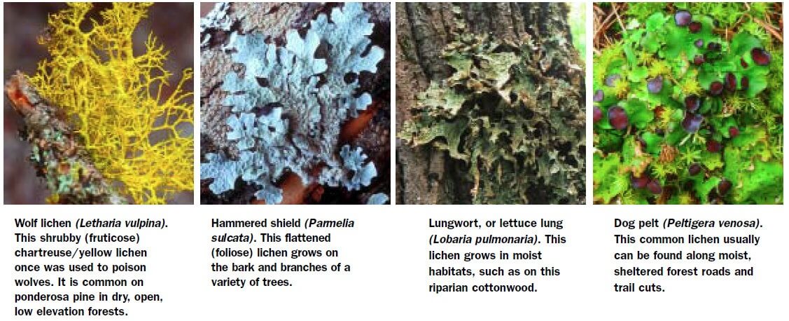 photos of wolf lichen, hammered shield lichen, lungwort, and dog pelt