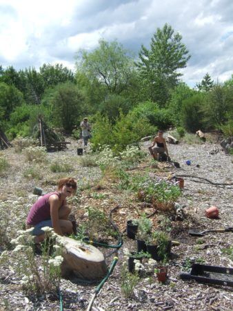 Cheerful volunteers help weed and water at the Native Plant Garden at Fort Missoula on a sunny summer day.