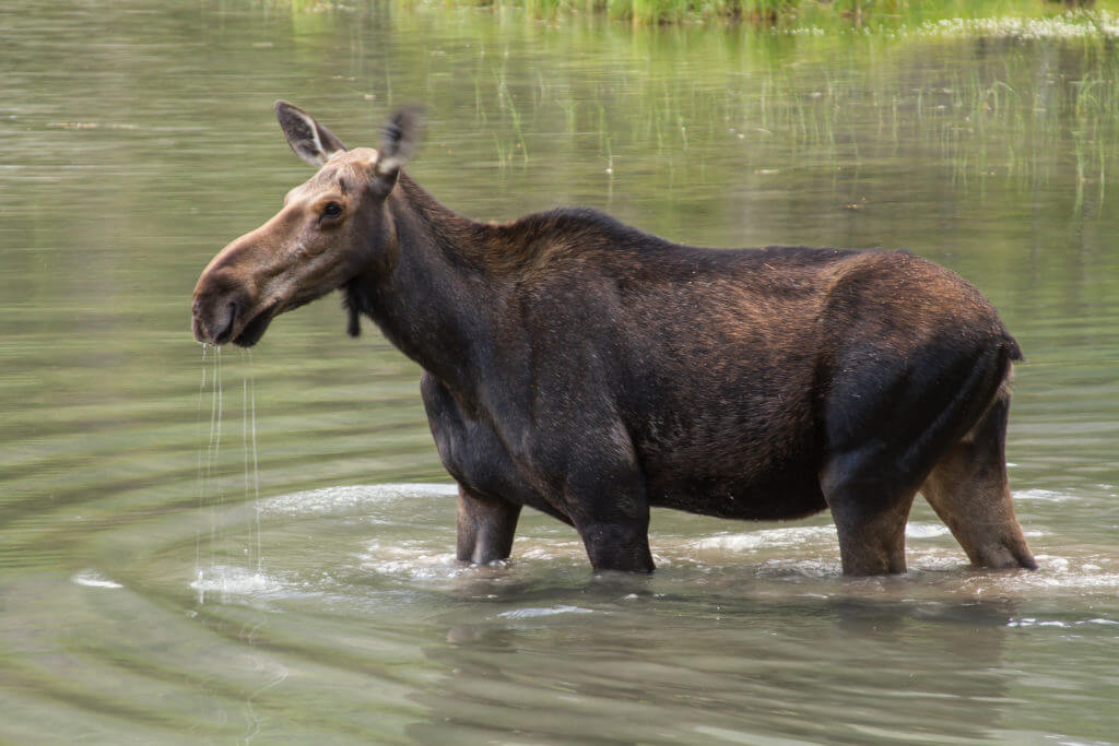 female moose in water