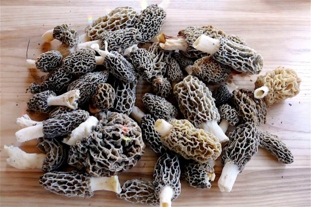 pile of picked morel mushrooms
