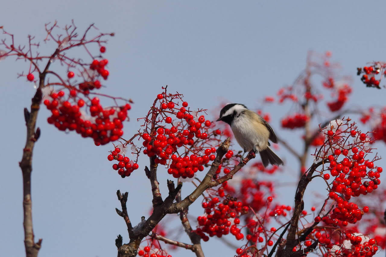 chickadee feeding on mountain ash berries in winter