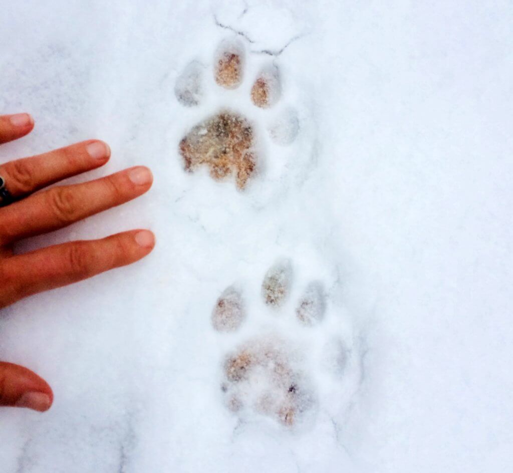 Learning to Read Wildlife Stories Cast in Snow